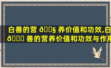 白善的营 🐧 养价值和功效,白 🕊 善的营养价值和功效与作用